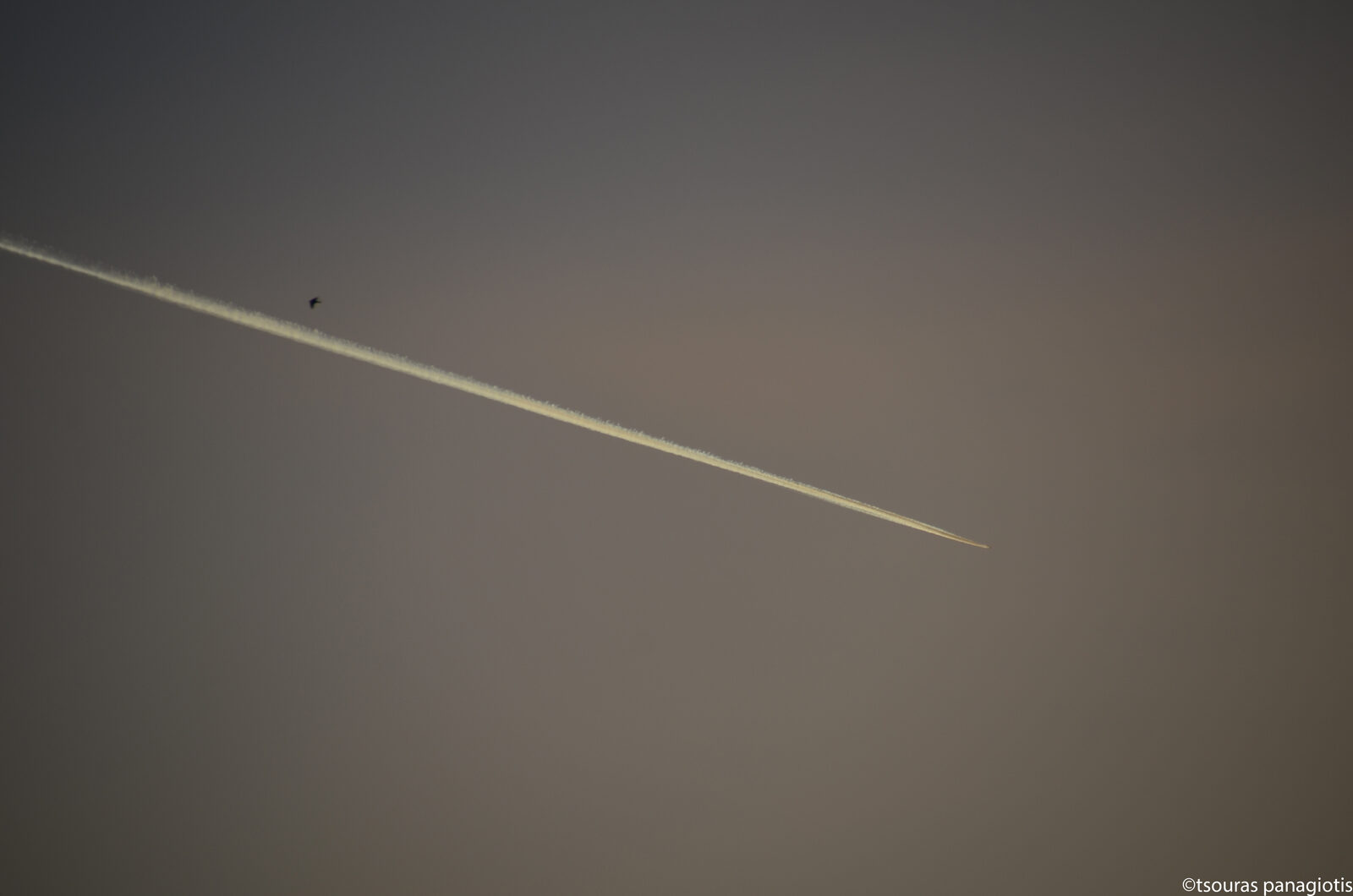 Bird VS Plane