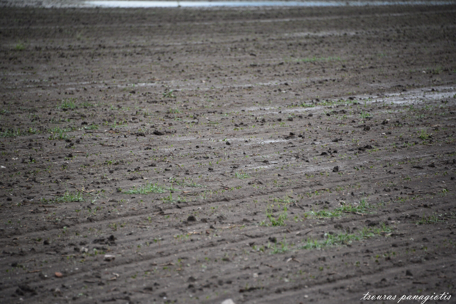 Cotton field after Hailstorm... 27/05/2015