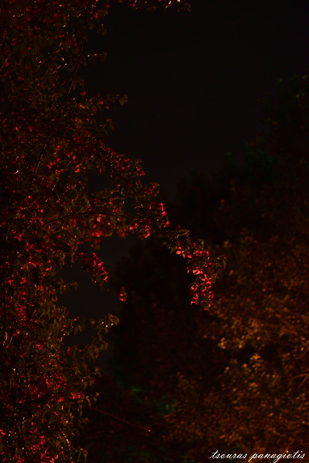 MoonLight...shadows