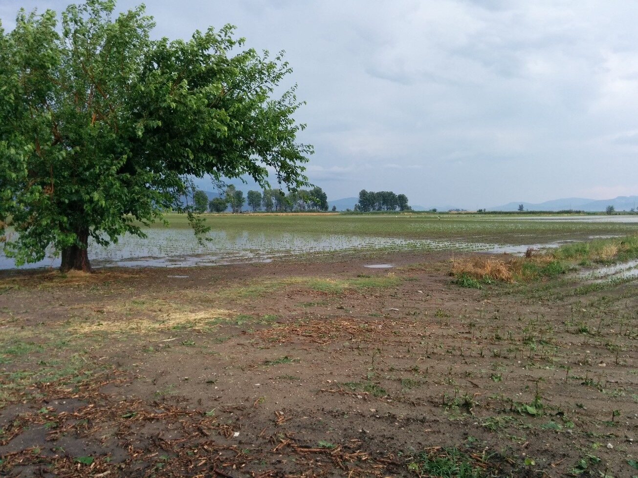 Kopaida 15/06/2014
