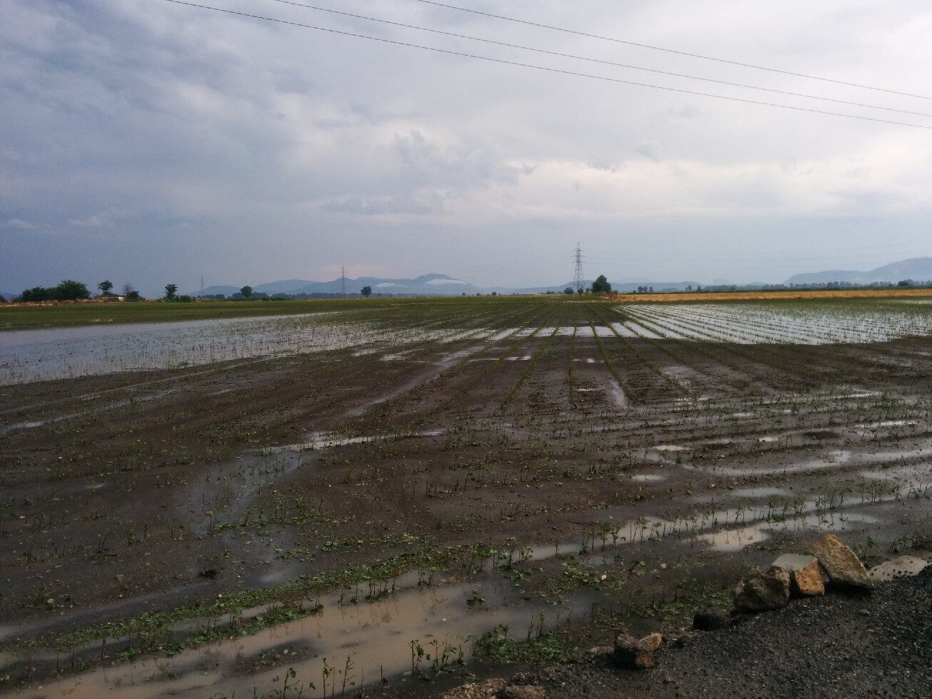 Kopaida 15/06/2014