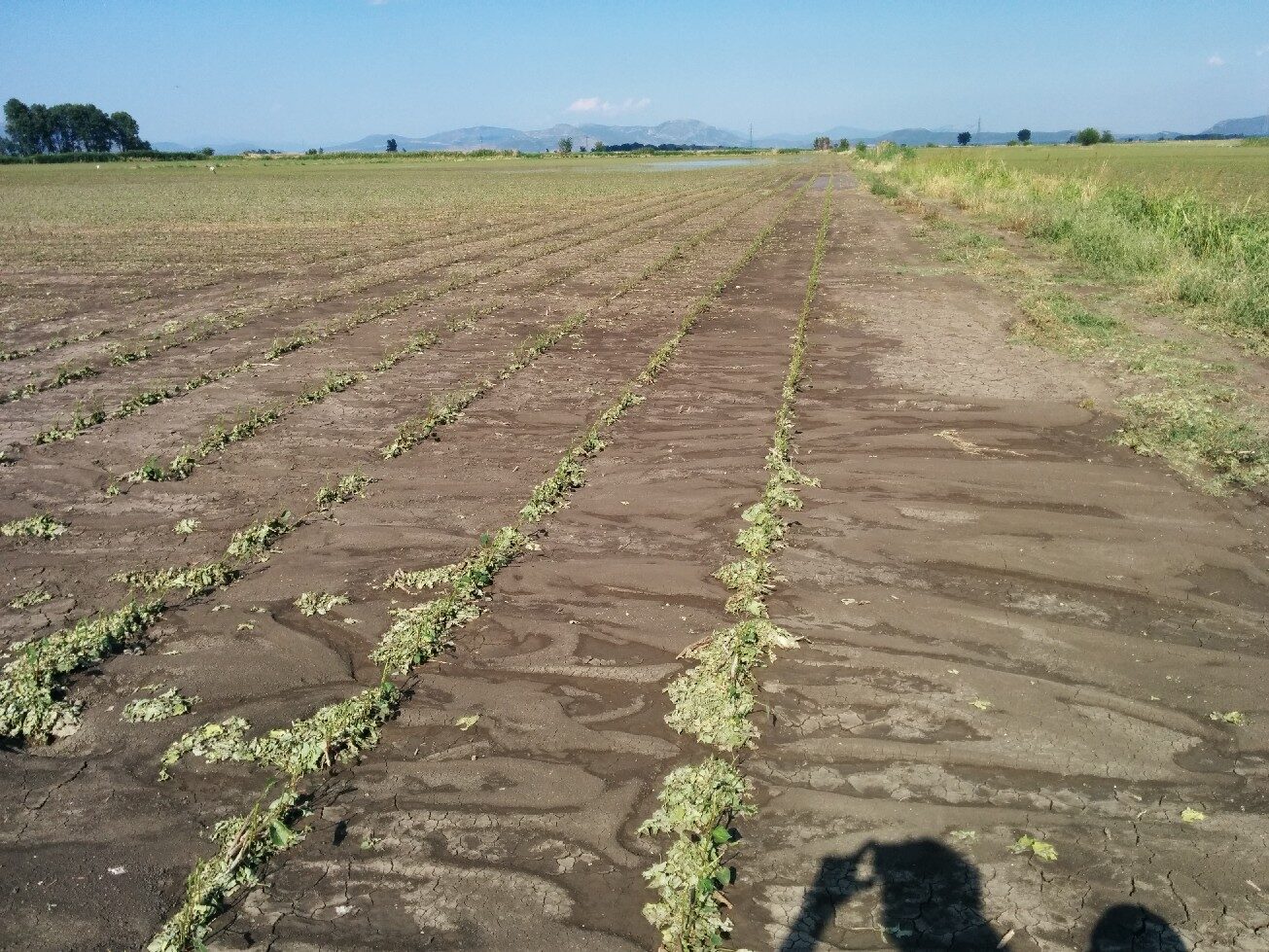 Kopaida 16/06/2014