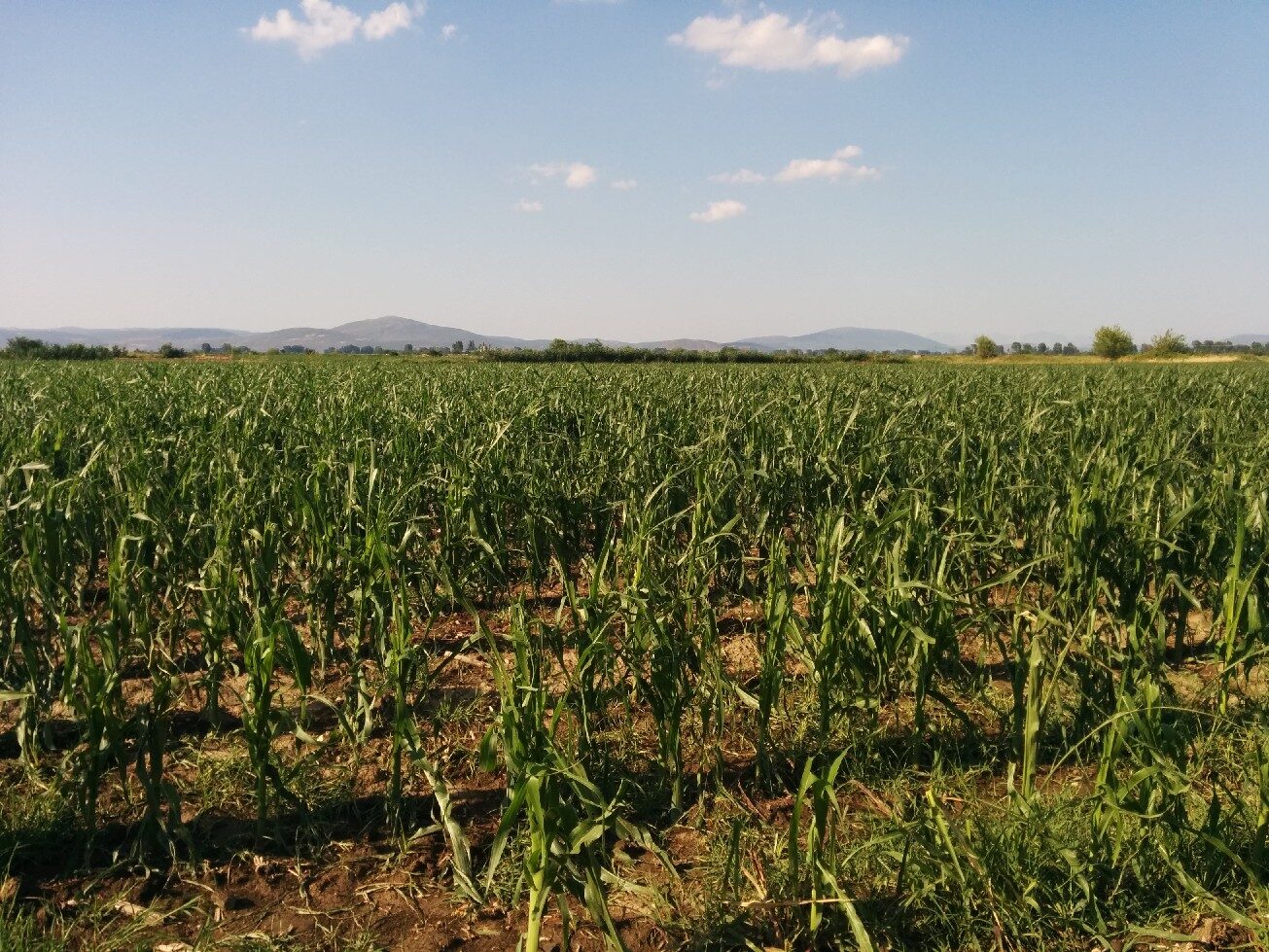 Kopaida 16/06/2014