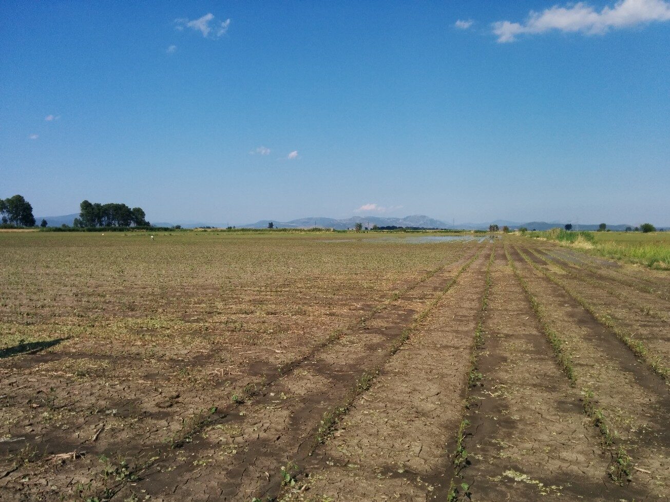 Kopaida 16/06/2014