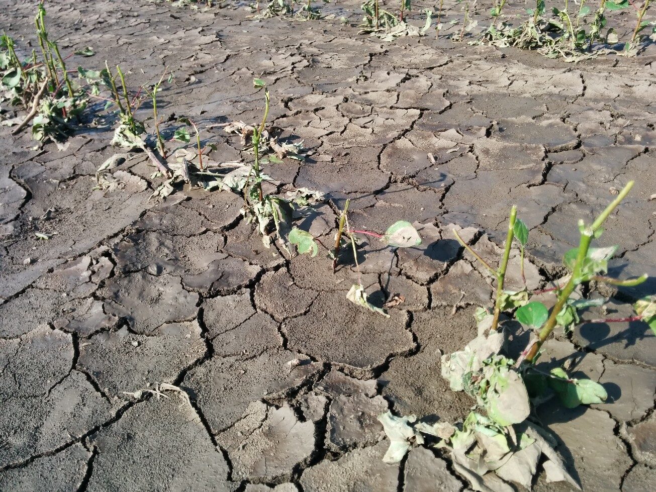 Kopaida 16/06/2014