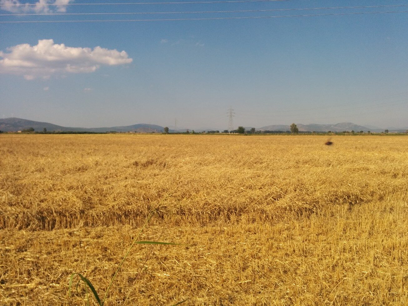 Kopaida 16/06/2014