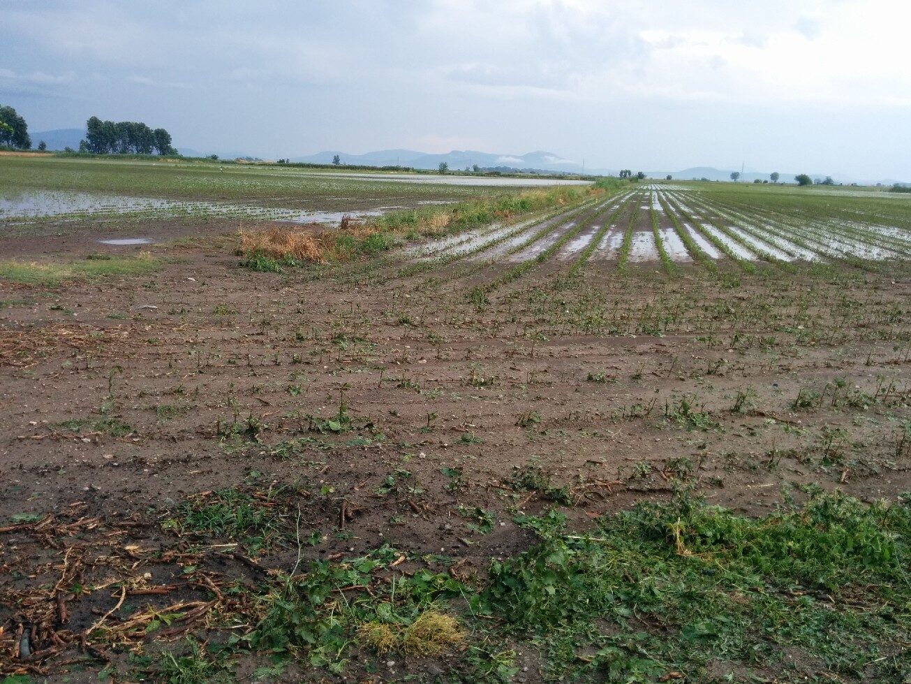 Kopaida 15/06/2014