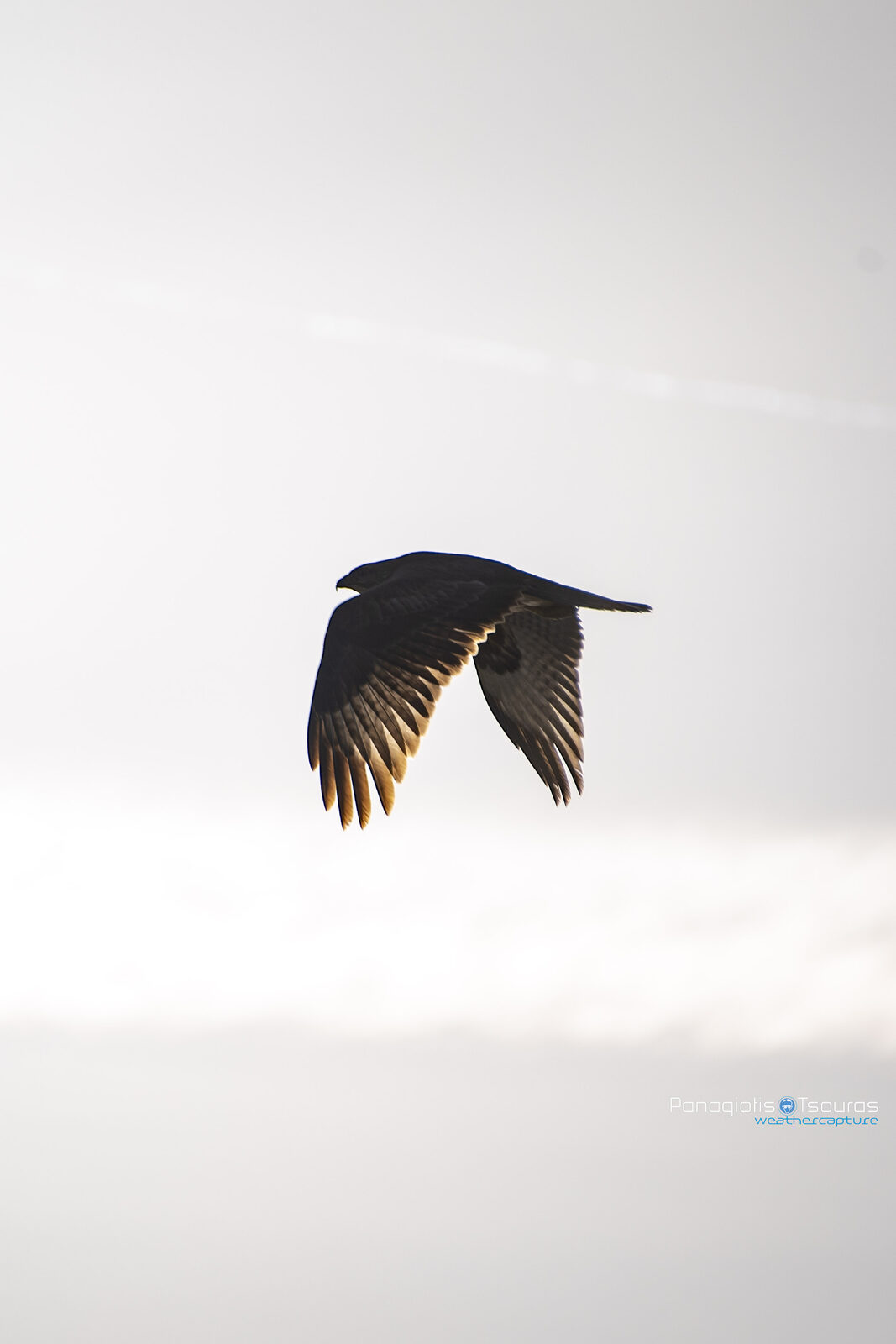 Kopaida 02/02/2019