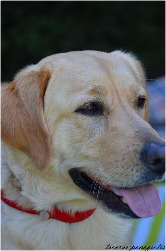 Labrador