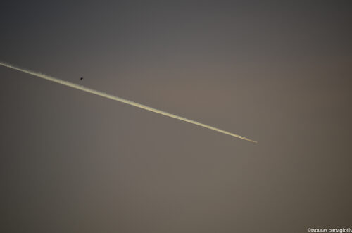 Bird VS Plane