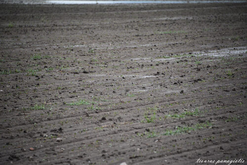 Cotton field after Hailstorm... 27/05/2015