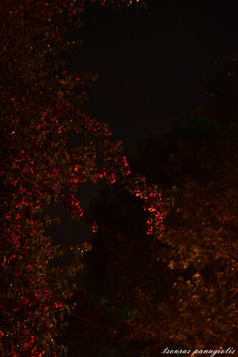 MoonLight...shadows