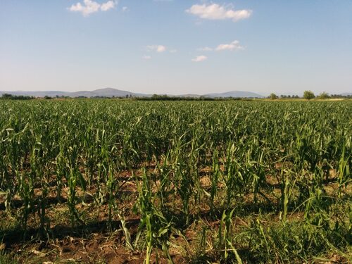 Kopaida 16/06/2014