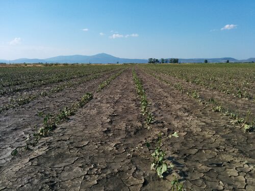 Kopaida 16/06/2014