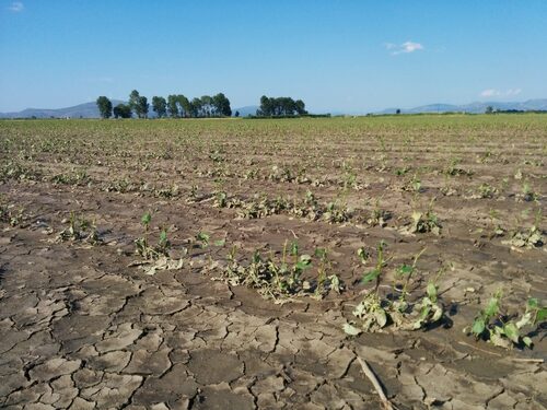 Kopaida 16/06/2014