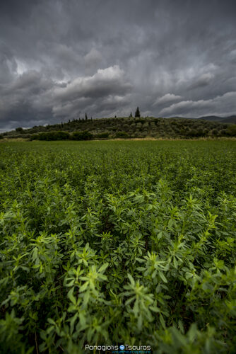 Levadia 17/05/2017