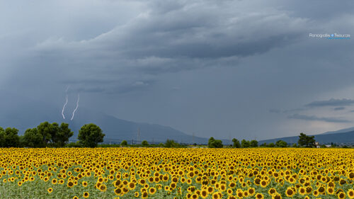 Elateia 22/06/2020